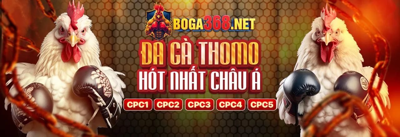 Hình ảnh đá gà mỹ cựa dao đầy kịch tính